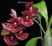 Catasetum Orchidglade "Jack of Diamond" AM/AOS