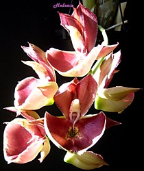 Catasetum Penang “Jumbo Sweet Heart”