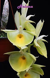 Catasetum pileatum