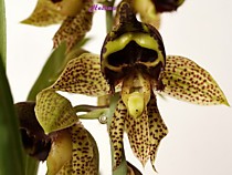 Catasetum sanguineum x duplicatissimum