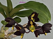 Catasetum tenebrosum