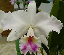 Cattleya aclandiae