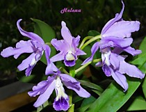 Cattleya bowringiana var. coerulea