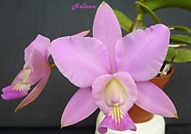 Cattleya Brazilian Jewel (walkeriana x nobilior)