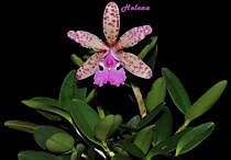 Cattleya Calummata  (aclandiae x intermedia)