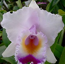 Cattleya chocoensis var. semialba