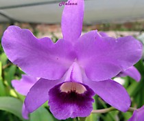 Cattleya deckeri