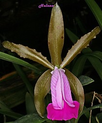 Cattleya dormanniana
