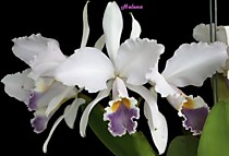 Cattleya gaskelliana coerulea