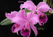 Cattleya lawrenceana