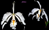 Cattleya maxima var. alba