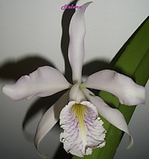 Cattleya maxima var. coerulea