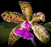 Cattleya Memoria Bleuii (granulosa x aclandiae)