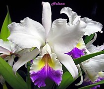 Cattleya mendelii  'Gitti'