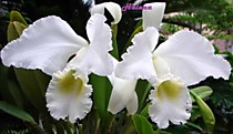 Cattleya mossiae 'alba' (Cruzeiro x Carpinteiro)