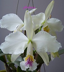 Cattleya mossiae semi-alba