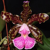 Cattleya Peckhaviensis 'Gitti'
