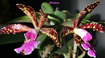 Cattleya Peckhaviensis x aclandiae