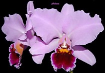 Cattleya percivaliana '1088'