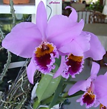 Cattleya percivaliana 'Carache 88' x 'ST4829'