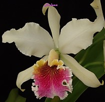 Cattleya rex