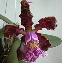 Cattleya schilleriana '1561'