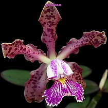 Cattleya schilleriana  'Sophie' x 'Ria Ladda'