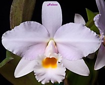 Cattleya schroederae Golem