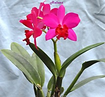 (Cattleya) Slc. Love Castle 'Kurenai'