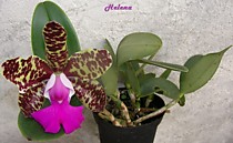 Cattleya (Sophia Martin x Thospol Spots) x aclandiae