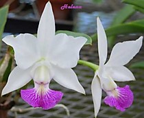 Cattleya walkeriana var. semialba Water