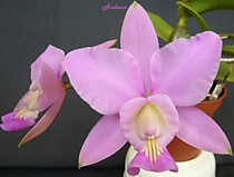Cattleya walkeriana x nobilior