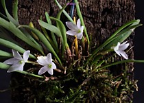 Ceratostylis pristina
