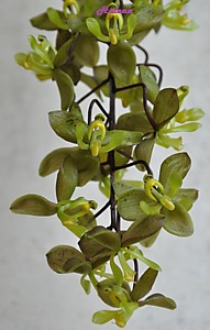 Cirrhaea saccata
