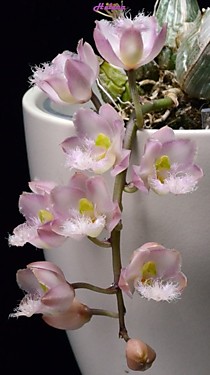 Clowesia Grace Dunn ”Chadds Ford”