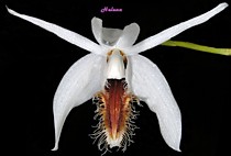 Coelogyne barbata