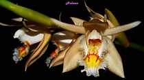 Coelogyne calcicola