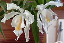 Coelogyne cristata