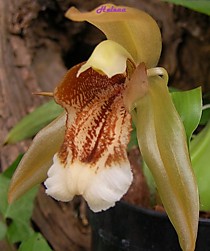 Coelogyne speciosa