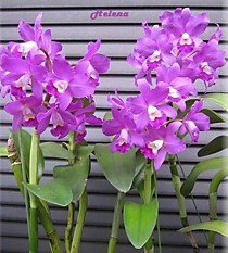 Ctt. (Cattleya) Porcia 'Cannizzaro' FCC/AOS