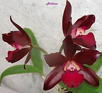Ctt. (Cattleya) Sagarik Wax 'Dark Africa'