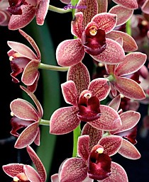 Cymbidium Dorothy Stockstill 'Forgotten Fruit'