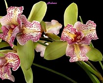 Cymbidium Green Valley Emerald 'Tri-Lips' ТРИ ГУБЫ !