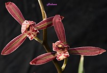Cymbidium sinense "Da Mo Guan"