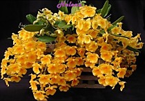 Dendrobium aggregatum