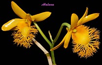 Dendrobium brymerianum