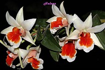 Dendrobium Dawn Maree