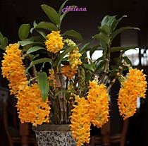Dendrobium densiflorum