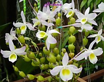Dendrobium findlayanum pure yellow
