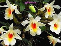 Dendrobium fuerstenbergianum